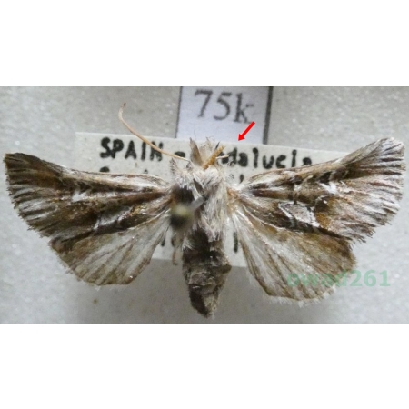 Amephana anarrhini (Duponchel, 1840) Spain75k
